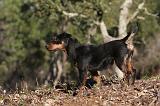 JAGDTERRIER ALLEMAND 077